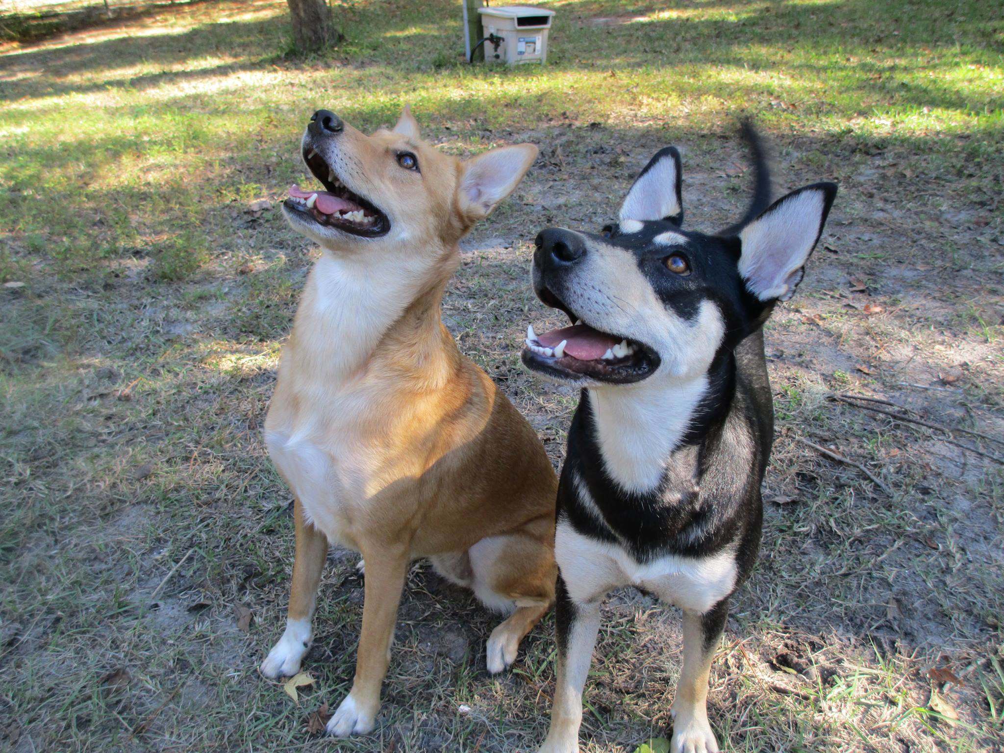 Sfyc Breed Feature Carolina Dogs Sitter For Your Critter