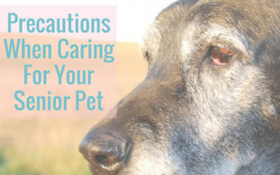 Precautions when caring for your senior pet