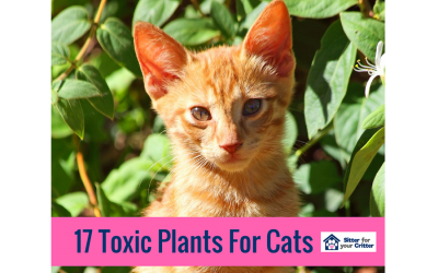17 Toxic Plants for Cats