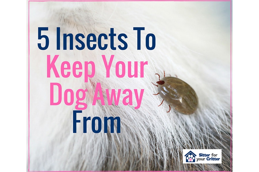 5 Insects That You Should Keep Your Dog Away From