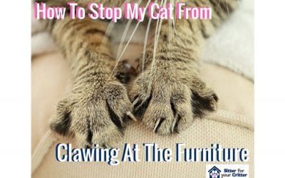 How To Stop My Cat From Clawing At The Furniture