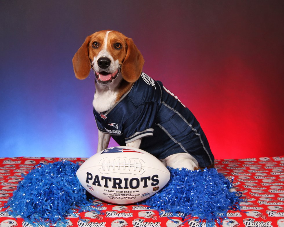 dog in pats jersey